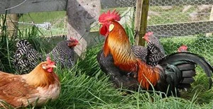Aufzuchthühner Geflügel CD Farmen Coop House Geflügel 30 Bücher Eier Henne Huhn  - Bild 1 von 3