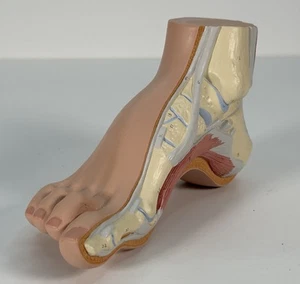 3B Scientific Hollow Foot (Pes Cavus) Anatomy Model - Picture 1 of 14