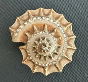 Nautilus Muschel aufklappbare Schmuckschatulle  - Bild 1 von 3