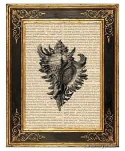 Caracol de caracol de mar #1 impresión artística en página de libro vintage caracol de mar decoración colgante para el hogar - Imagen 1 de 3