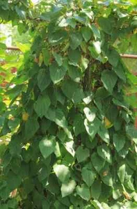 Dioscorea caucasica 2 semillas en todo el mundo - Imagen 1 de 3