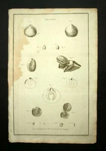 Gravure Voyage de Lapérouse l'Astrolabe 1797 ,COQUILLAGES DES TROPIQUES - Imagen 1 de 1