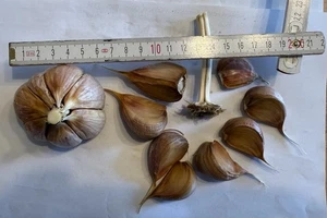 Ljubascha Bio Knoblauch 5 Knollen, ca. 30-35+ Samen,  2025 - Bild 1 von 5