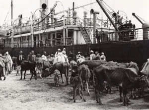 Libyen Tripolis Kühe Rind bereit für Bord Schiff altes Foto 40er Jahre? - Bild 1 von 4