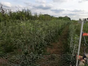 English grown APPLE TREES bare root 4ft November delivery - Picture 1 of 60