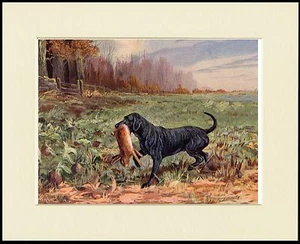 LABRADOR RETRIEVER UND HASE TOLLER HUNDEDRUCK RAHMENFERTIG MONTIERT - Bild 1 von 1