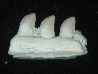 Permian Mycterosaurus pelycosaur fossil jaw with teeth Richards Spur #5 - Image 1 of 4