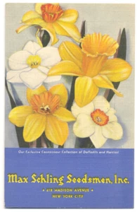 Max Schling Seedsmen NYC - NARCISOS Y NARCISOS - 1944 lino AD postal - RARA - Imagen 1 de 2