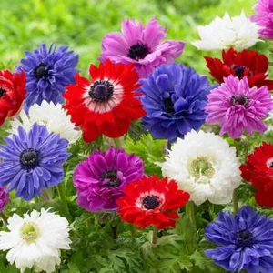 Anemones - St. brigid mixed- 10 bulbs - Picture 1 of 2