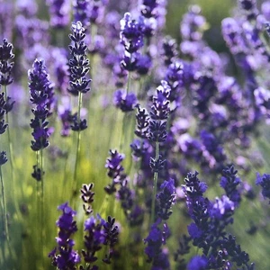 🪻 🪻1 Echter Lavendel in Norddeutschland gewachsen im 2L Topf🪻🪻 - Bild 1 von 11