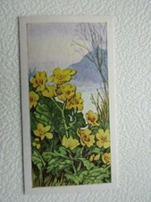 Glengettie Tea 1961 Wild Flowers Cards Card Variants (e30)