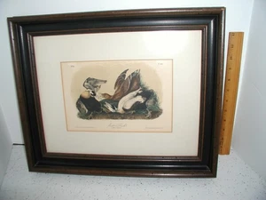 Antique 19th Century Audubon EIDER DUCKS framed matted print super fine - Picture 1 of 7