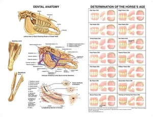 Equine Dental Anatomy Wall Chart #3 LFA  #2538 Horse  - Picture 1 of 1