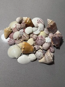 Florida Fighting Conches, Lightning Whelks, Scallops & Other Misc Shells from FL - Picture 1 of 8