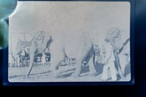 tolles altes Negativ - zwei Elefanten - Circus  - Ort ???  30-40er Jahre - Picture 1 of 4