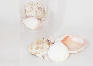 CONCHIGLIA CIPPY GR 75 DECORO LINEA MARE BOMBONIERE FAI DA TE - Imagen 1 de 1