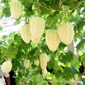Apple bitter melon seeds, vegetable seeds, February vegetable seeds - Picture 1 of 4