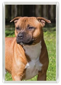 STAFFORDSHIRE BULL TERRIER DOG HEAD STUDY ART NOVELTY FRIDGE MAGNET GREAT GIFT - Picture 1 of 1