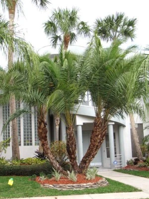 Senegal Híbrido Date Palmera Fénix Árbol Reclinata 5 Años, 16 a 22 Pulgadas Foto 1 de 4