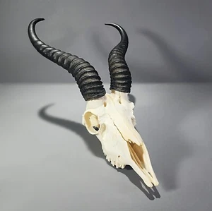 Springbok Skull, African Skull with Horns, Antidorcas marsupialis - Picture 1 of 5
