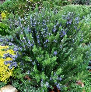 Rosmarin Rosmarinus officinalis Arp Winterharte und robusteste Sorte - - Bild 1 von 5