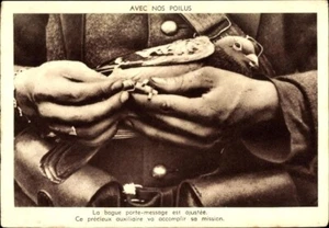 W.W.II. MESSENGER PIDGEON, Message Instructions Adjusted on Pidgeon’s Legs; Mint - Bild 1 von 2