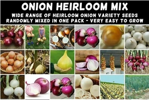 ONION Heirloom Mix 100 NON-GMO Garden Seeds ALL TYPES DELICIOUS overwinter tasty - Picture 1 of 10