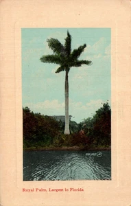 POSTCARD ROYAL PPALM LARGEST IN FLORIDA - Picture 1 of 2