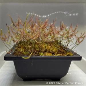 Drosera binata, dwarf red form (semi-tropical), Seed-grown - Picture 1 of 2