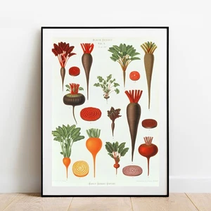 Art print Beetroot vegetables by Ernst Benary poster wall art kitchen art - Picture 1 of 8