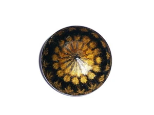 Beautiful Czech Glass Shank Button 1-1/8" Jet Black w/ Gold Geometric Pattern - Picture 1 of 7