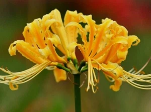 Yellow Lycoris, Spider Lily Flower Bulb Pretty Flowers Please Check Our Store - Picture 1 of 14
