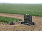 Photo 6x4 Crates of cut daffodils off Old Sluice Road Between Holbeach St c2013