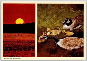 Postcard Canada Geese Wings of the Wild Country Sunset Goslings - Picture 1 of 2