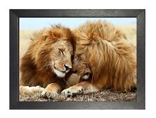 Lions Love Poster Photo in Field Wild Animal Print Big Cats Nature Picture