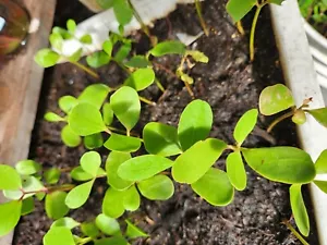 8 White Mangrove Seeds SPROUTS Sprouting Growing Plants Trees Seed Laguncularia - Picture 1 of 9