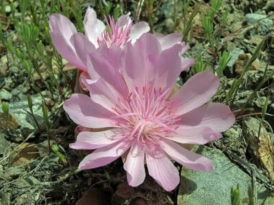 Lewisia rediviva | Bitterroot | 5 Seeds - Image 1 of 4