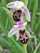 Ophrys apifera-DZIKA ORCHISA - Bardzo rzadka i wyjątkowa - 5 żarówek
