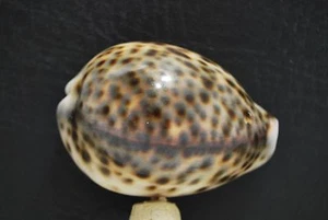 COQUILLAGE SHELL Cypraea tigris 75 mm - Imagen 1 de 4