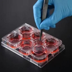 3D Cell Culture Plate Insert™ Hanging, PC, 3μm/8μm, Sterile, 6 Pcs/PK, 24 Pcs/CS - Picture 1 of 7