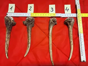 Hirschhorn Hirschgeweih Damhirsch zur Auswahl (A2) - Bild 1 von 1