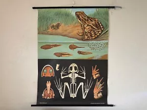 Cartel de gráfico educativo vintage FROG School Chart Jung Koch Quentell enrollable - Imagen 1 de 17