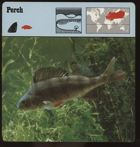 Tarjetas de safari de perca para conocer peces - Imagen 1 de 1