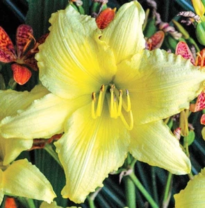 Hemerocallis Daylily BIG TIME HAPPY Yellow 1 Live Flower Plant Root Reblooming - Picture 1 of 1