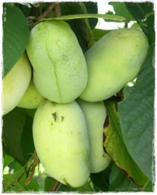 VIVAIO GARDEN FOREST Pianta di Asimina Triloba Sunflower innestata AUTOFERTILE h 50cm