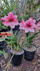 Maguires Hippeastrum 'Tammy Tucker' 12-18 Month Old Offset. Sought After. - Picture 1 of 1