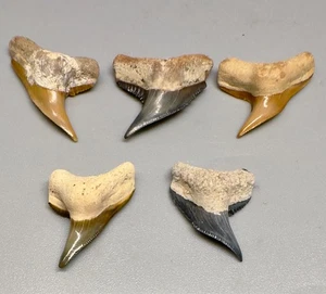 Group of 5 Fossil Physogaleus contortus Shark teeth - Bone Valley, FL - Picture 1 of 2