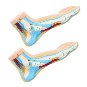 Modèle anatomique de pied, accessoire de 2 pièces, modèle de musculature - Photo 1/12