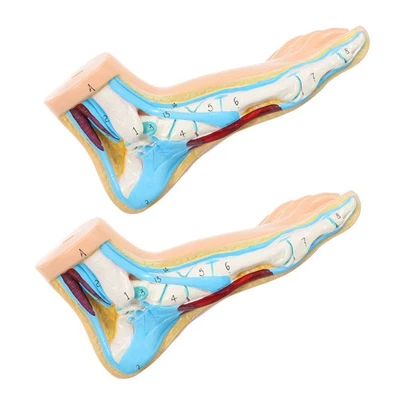 Modèle anatomique de pied, accessoire de 2 pièces, modèle de musculature - Photo 1/4