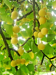 Ginkgo biloba, Maidenhair Tree plant in 8cm pot, IDEAL GIFT FOR PLANT LOVERS - Picture 1 of 6